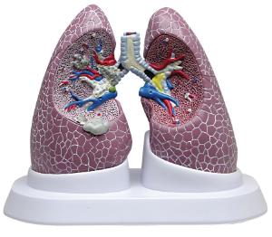 GPI Anatomicals® Lung Set with pathologies