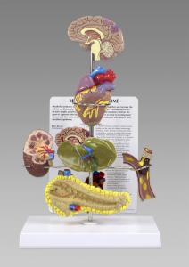 GPI Anatomicals® Metabolic Syndrome Model