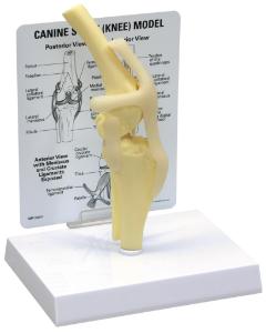 GPI Anatomicals® Canine Knee