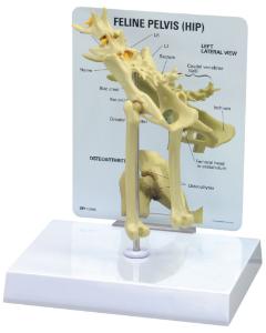 GPI Anatomicals® Feline Joints