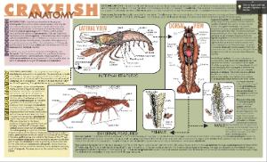 Crayfish Dissection Placemat