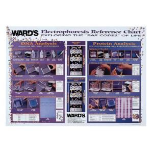 Ward's® Electrophoresis Techniques Reference Poster