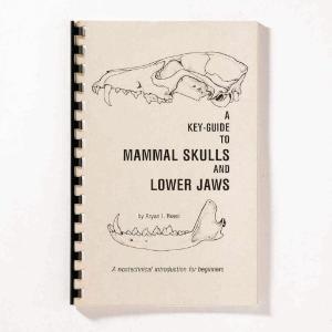Guide To Mammal Skull and Lower Jaws