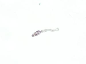 <i>Schistosoma mansoni</i>, Cercaria Slide