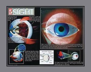 Five Senses Poster Set