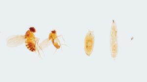 <i>Drosophila</i> Life Cycle Slide