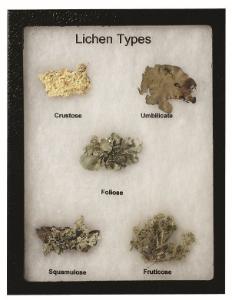 Lichens Riker Mount