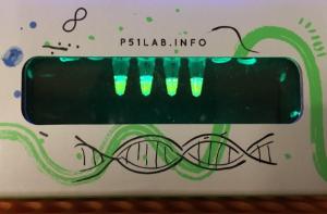 MINIPCR DNA glow lab