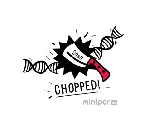 MINIPCR chopped crispr cas9 lab