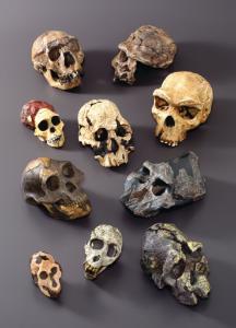 BoneClones® Hominids Skull Series
