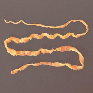 Preserved Dog Tapeworm