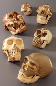 Somso® Hominids Skull Restoration Series