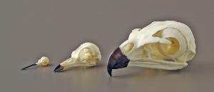 BoneClones® Bird Beak Adaptation Skull Set