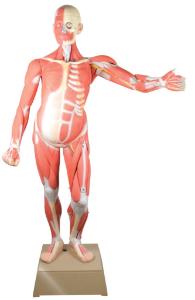 Eisco® Muscular Anatomy Figure