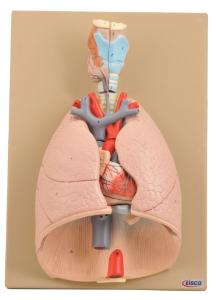 Eisco® Respiratory System And Heart