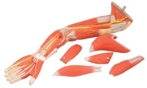 Eisco® Human Arm Muscles Model, 6 Parts