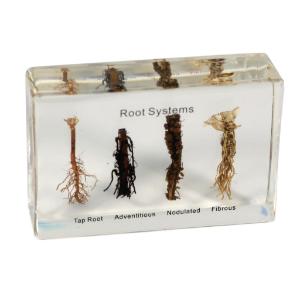 Root systems plastomount