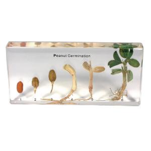 Peanut germination plastomount
