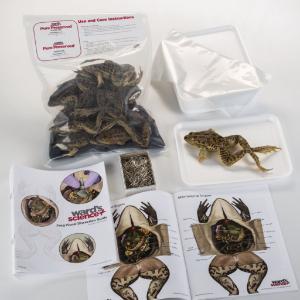 Ward's® Pure Preserved™ Grassfrog Dissection Kit