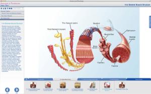 Visible Body® Anatomy And Physiology