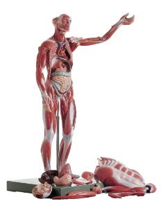 Somso® Full-Figure Muscular Human Anatomy Model