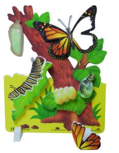 Butterfly Life Cycle Model and Book