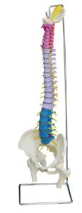 Rudiger® Didactic Spine