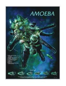 Biocam Protozoa Posters