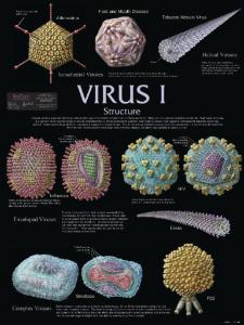Biocam Virus Chart Set
