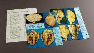 Biocam Concise Photographic Dissection Guides