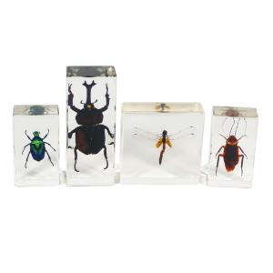 Insect specimen set of 4