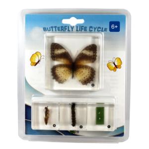 Butterfly life cycle