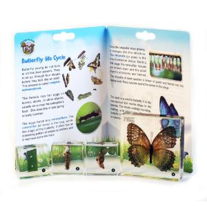 Butterfly life cycle book