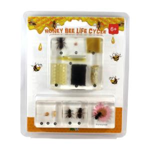 Honeybee life cycle set