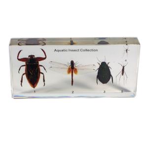 Aquatic insect collection plastomount