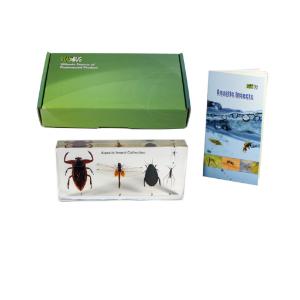 Aquatic insect collection plastomount