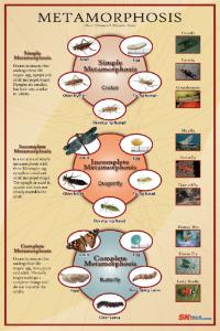 Ward's® Insect Metamorphosis Poster