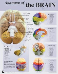 Denoyer-Geppert® Human Anatomy Charts