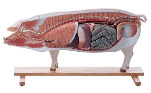 Somso® Pig Model