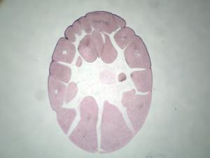 Ward's® Frog Embryology Slide Series