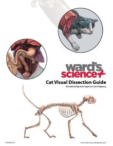 Cat Visual Dissection Guide