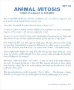 Animal mitosis