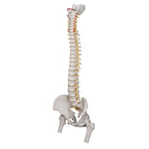 Lifetime Flexible Spine with Femur Heads