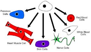 Science Take-Out® Stem Cells