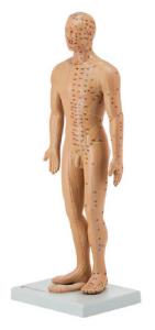 Altay® Acupuncture Model