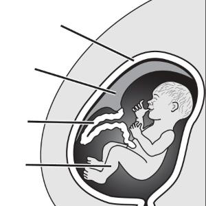 Science Take-Out® Life Support For A Developing Baby