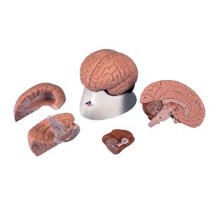Model Brain ,4-Parts