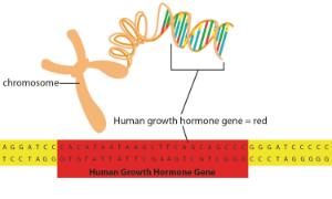 Science Take-Out® Genetic Engineering: Way To Grow