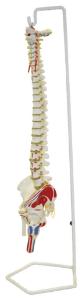 Walter® Flexible Spinal Column