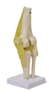 Walter® Knee Joint Model